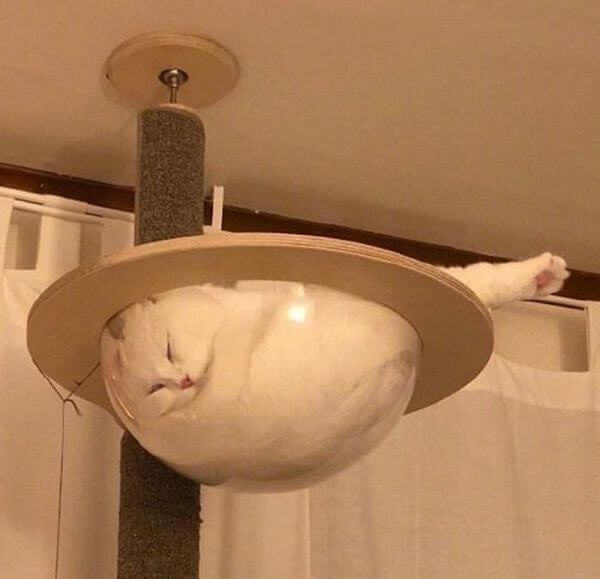 More Proof That Cats Are Liquid Meme Fort